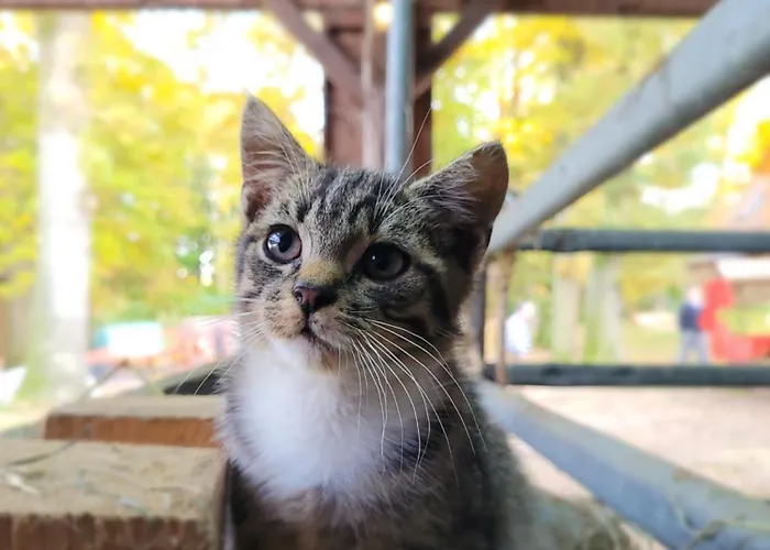 Heidehof Kuppendorf Kirchdorf (Lower Saxony)