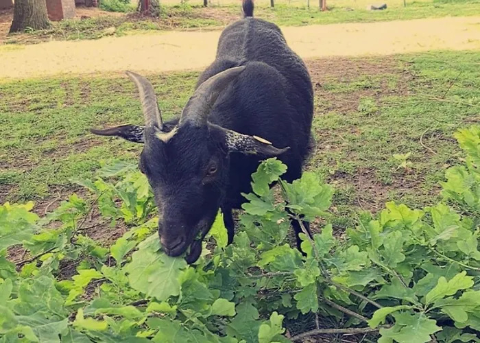 Heidehof Kuppendorf *