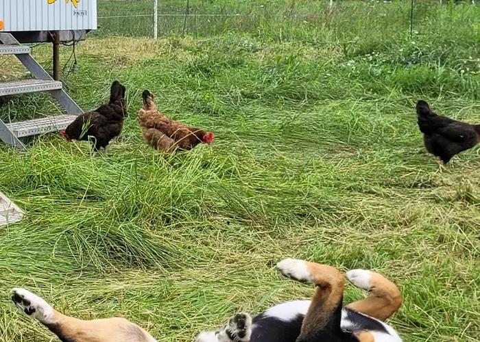 Appartement Heidehof Kuppendorf